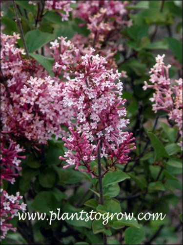 Tinkerbelle Lilac (Syringa) 
(end of May)
